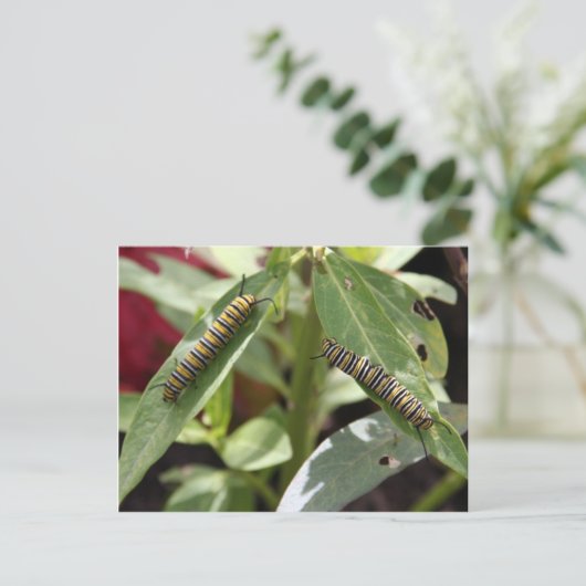 Postüberquerung - Monarchschmetterling-Raupen Postkarte (Stehend Vorderseite)