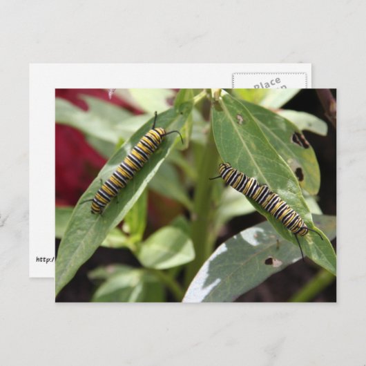 Postüberquerung - Monarchschmetterling-Raupen Postkarte (Vorne/Hinten)