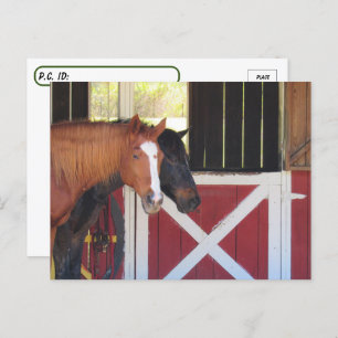 Postüberquerung - Pferde an der stabilen Postkarte