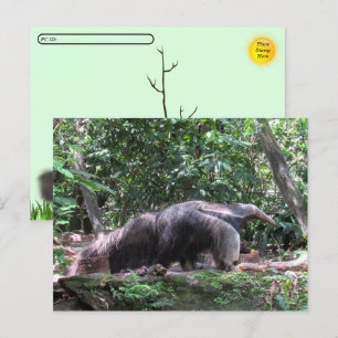 Postüberquerung Riesenspater Postkarte
