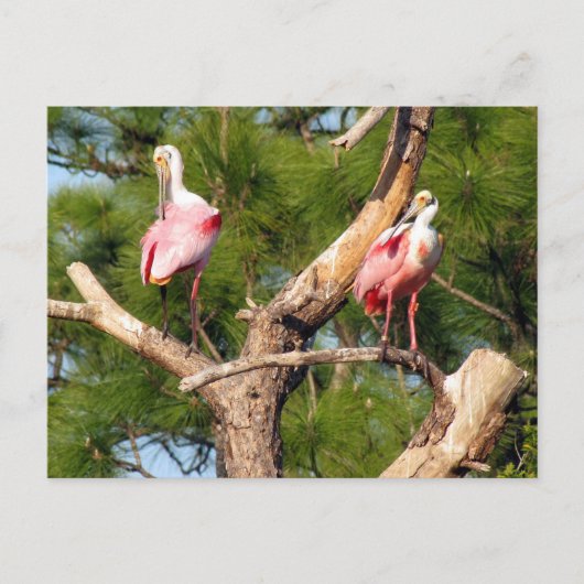 Postüberquerung - Rosate Spoonbill - Florida Postk Postkarte (Vorderseite)