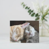 Postüberquerung - Schlafkätzchen Taz und Tito Cat Postkarte (Stehend Vorderseite)