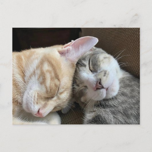 Postüberquerung - Schlafkätzchen Taz und Tito Cat Postkarte (Vorderseite)