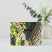 Postüberquerung Schlafracoon Postkarte (Stehend Vorderseite)