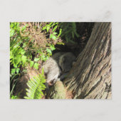 Postüberquerung Schlafracoon Postkarte (Vorderseite)