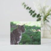 Postüberquerung - Schöner Bobcat auf einem Feld Postkarte (Stehend Vorderseite)