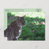 Postüberquerung - Schöner Bobcat auf einem Feld Postkarte (Vorne/Hinten)