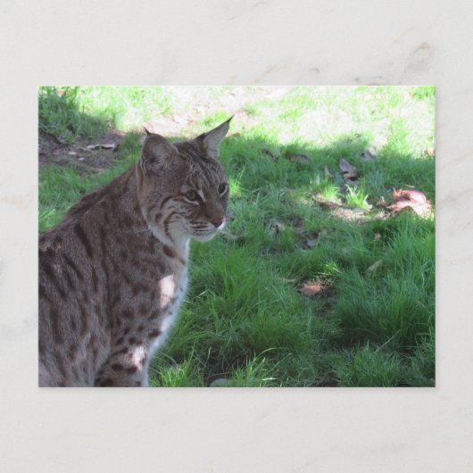 Postüberquerung - Schöner Bobcat auf einem Feld Postkarte (Vorderseite)