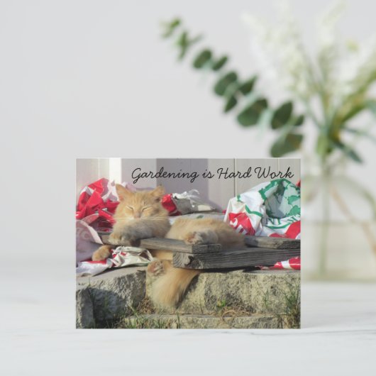 Postüberquerung - Simba, die Postkarte der Katze (Stehend Vorderseite)