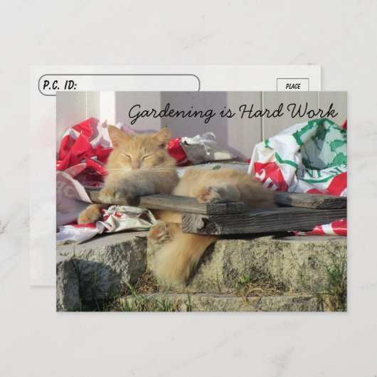 Postüberquerung - Simba, die Postkarte der Katze (Vorne/Hinten)