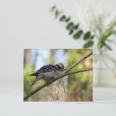 Postüberquerung von Woodpecker Postkarte (Stehend Vorderseite)