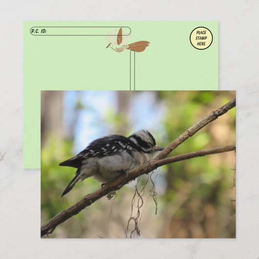 Postüberquerung von Woodpecker Postkarte (Vorne/Hinten)