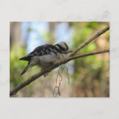 Postüberquerung von Woodpecker Postkarte (Vorderseite)