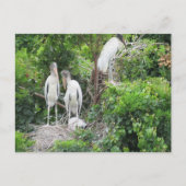 Postüberquerung - Woodstork und Juvenilen Postkarte (Vorderseite)