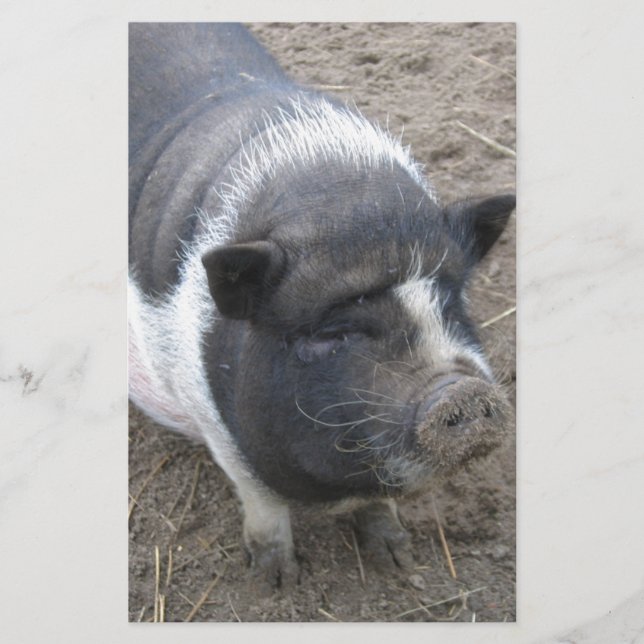 Pot Bellied Pig (Vorderseite)