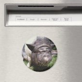 Pot Bellied Pig Magnet (In Situ (Geschirrspüler))
