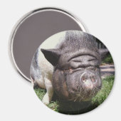 Pot Bellied Pig Magnet (Vorderseite/Rückseite)