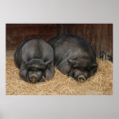 Pot Bellied Schweine Riesiges Poster Print (Vorne)