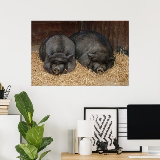 Pot Bellied Schweine Riesiges Poster Print (Heimbüro)