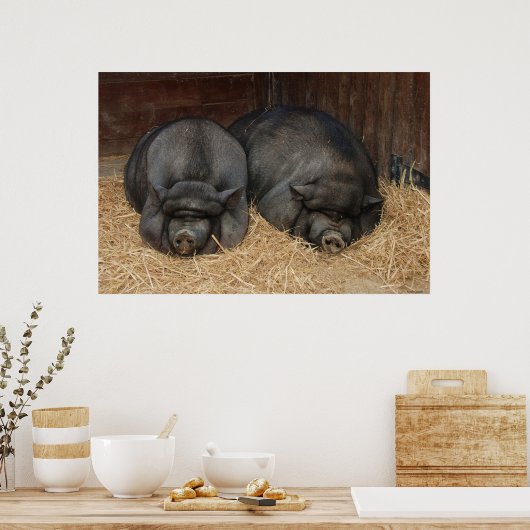 Pot Bellied Schweine Riesiges Poster Print (Küche)