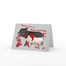 Pot Belly Pig Frohe Weihnachten