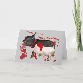 Pot Belly Pig Frohe Weihnachten