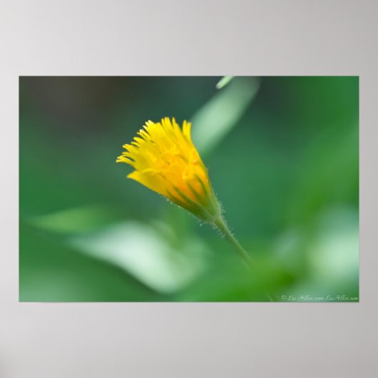 Potato Dandelion Entfurchen bei Dawn Poster (Vorne)
