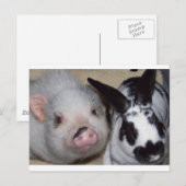 Potbelly Pig & Friend Postkarte (Vorne/Hinten)