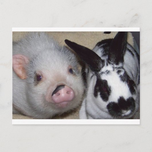 Potbelly Pig & Friend Postkarte (Vorderseite)