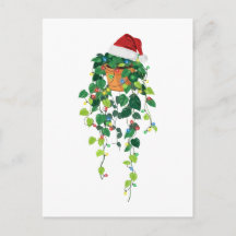 Pothos Hängepflanze Santa Hut Weihnachtslichter 