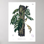 POTHOS? PINATA Botanisches tropisches Leaf-Poster Poster (Vorne)