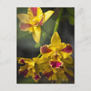 Potinara Burana Beauty Orchid Postkarte
