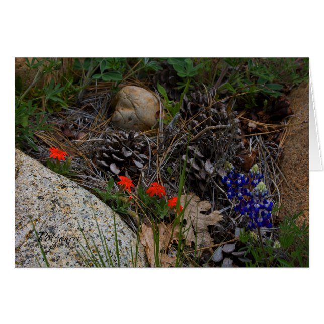 Potpourri (Vorderseite (Horizontal))