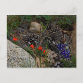 Potpourri Postkarte (Vorderseite)