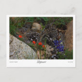 Potpourri Print Postkarte (Vorderseite)