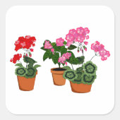 Pots of Geraniums Quadratischer Aufkleber (Vorderseite)