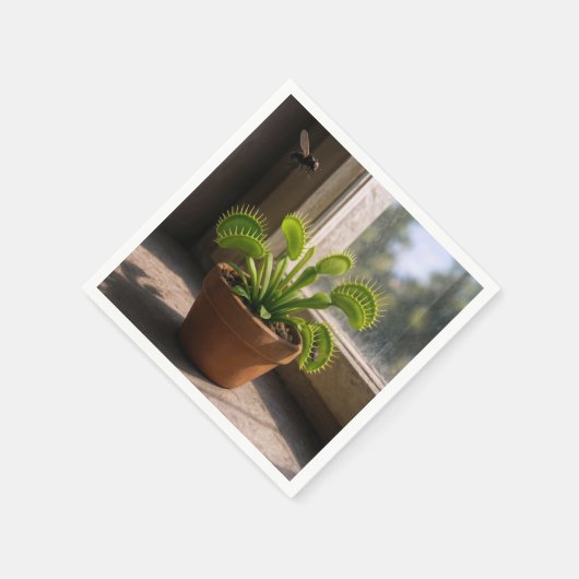 Potted Venus Flytrap Plant With Flies Serviette (Ecke)