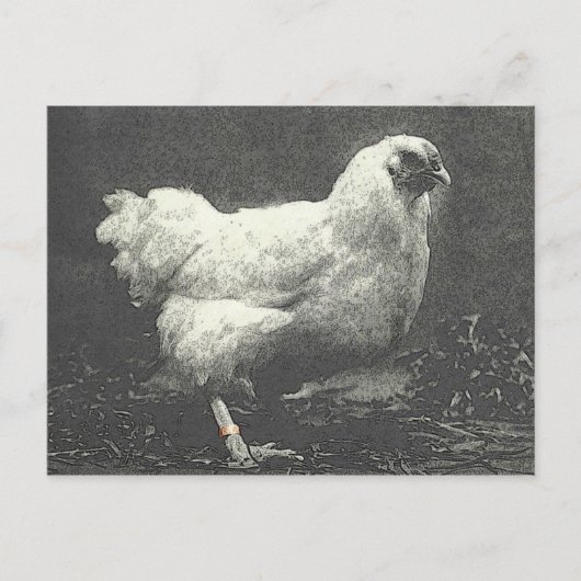 POULE POSTKARTE (Vorderseite)