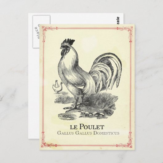 Poulet Chicken Postkarte (Vorne/Hinten)