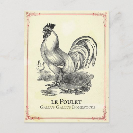 Poulet Chicken Postkarte (Vorderseite)