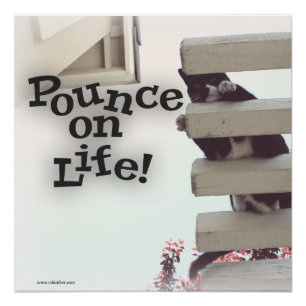 Pounce on Life Motivierend Kitty Slogan Poster