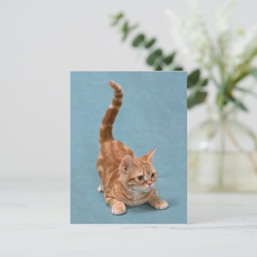 Pouncing Kitten Postkarte (Stehend Vorderseite)