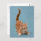 Pouncing Kitten Postkarte (Vorne/Hinten)
