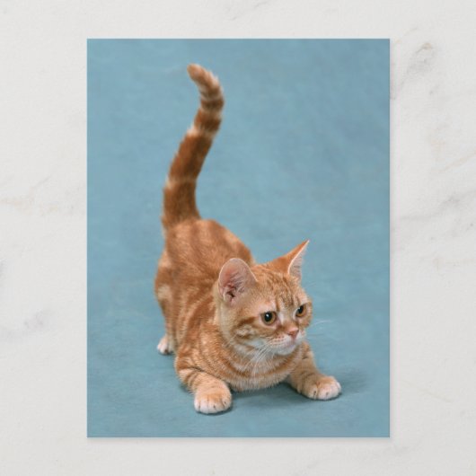 Pouncing Kitten Postkarte (Vorderseite)