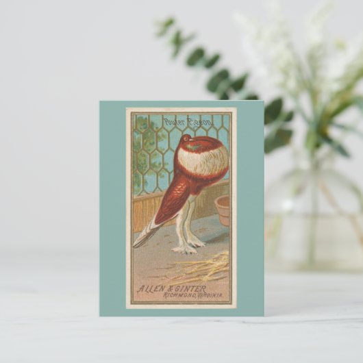 Pouter Pigeon Postkarte (Stehend Vorderseite)