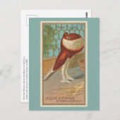 Pouter Pigeon Postkarte (Vorne/Hinten)