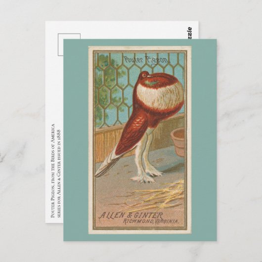 Pouter Pigeon Postkarte (Vorne/Hinten)