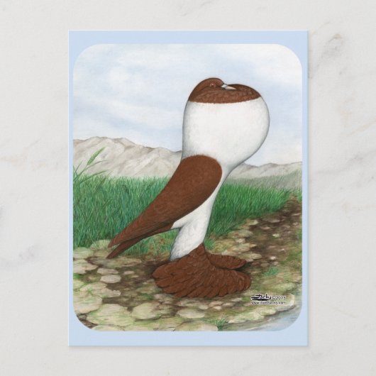Pouter Pigeon Red Hana Postkarte (Vorderseite)