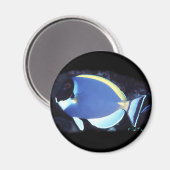 Powder Blue Tang Magnet (Vorderseite/Rückseite)