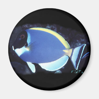 Powder Blue Tang Magnet